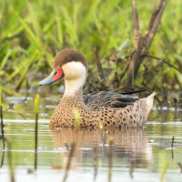 White-cheeked Pintail